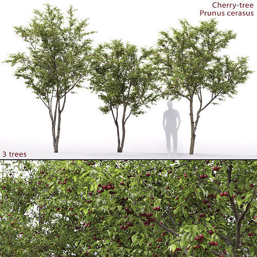 Cherry-tree 01 3D model