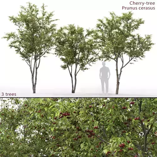 Cherry-tree 01 3D model