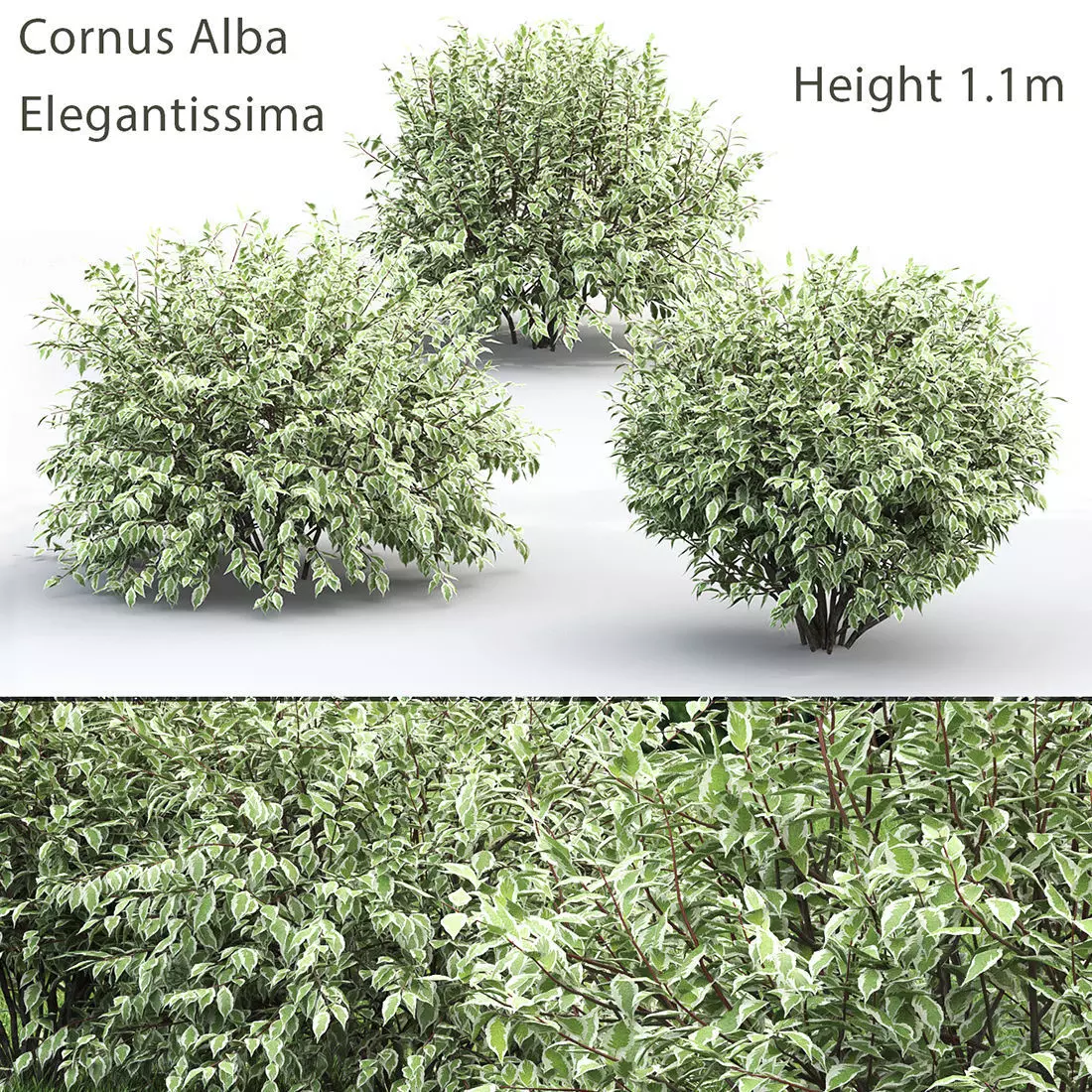 Cornus Elegantissima 3D model