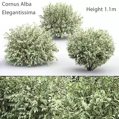 Cornus Elegantissima 