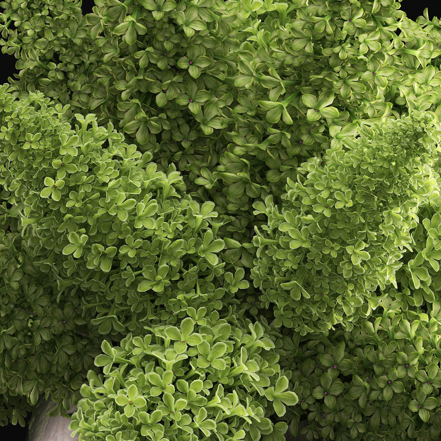 Bouquet of green lilacs in a vase 94A 3D model_2