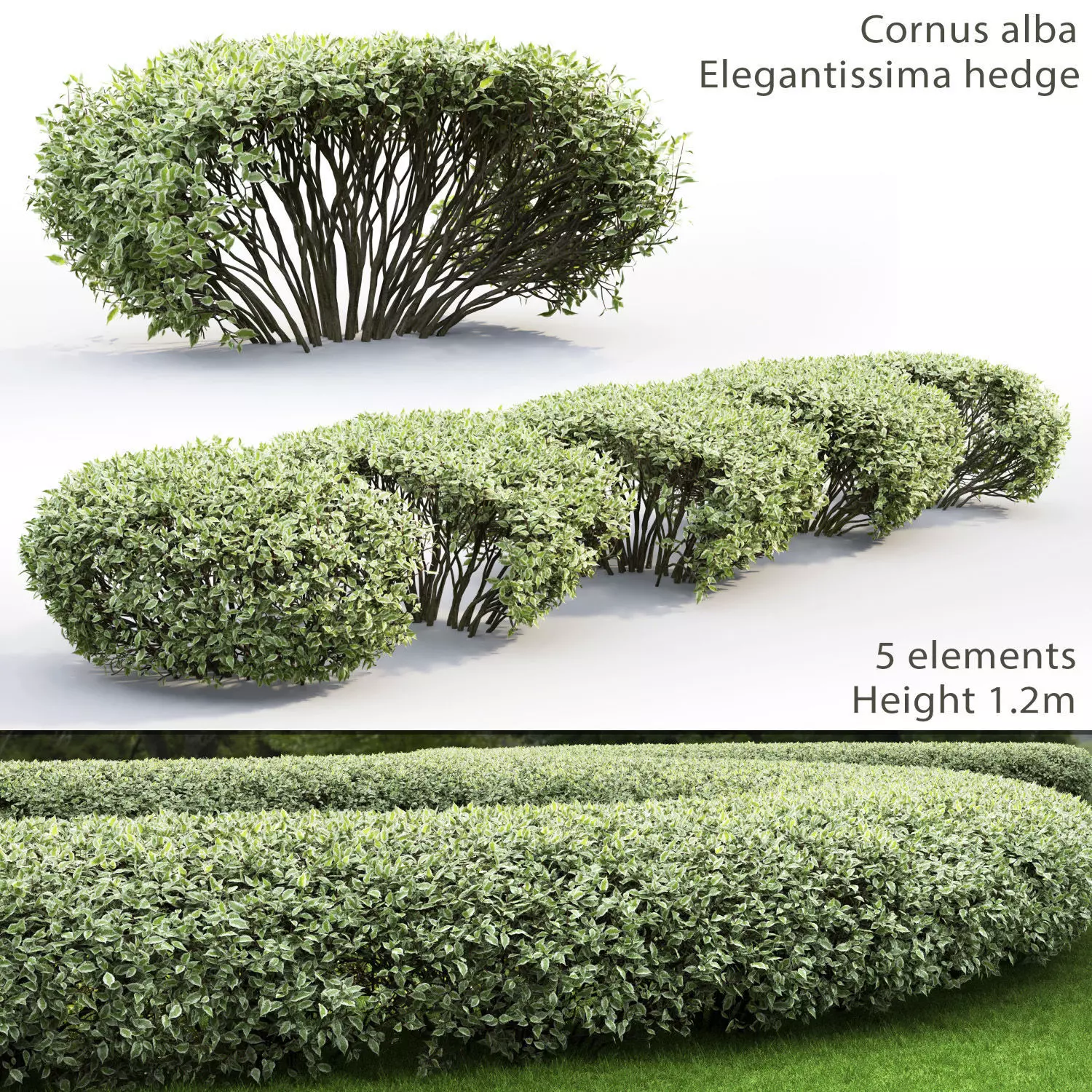 Cornus Elegantissima Hedge 3D model