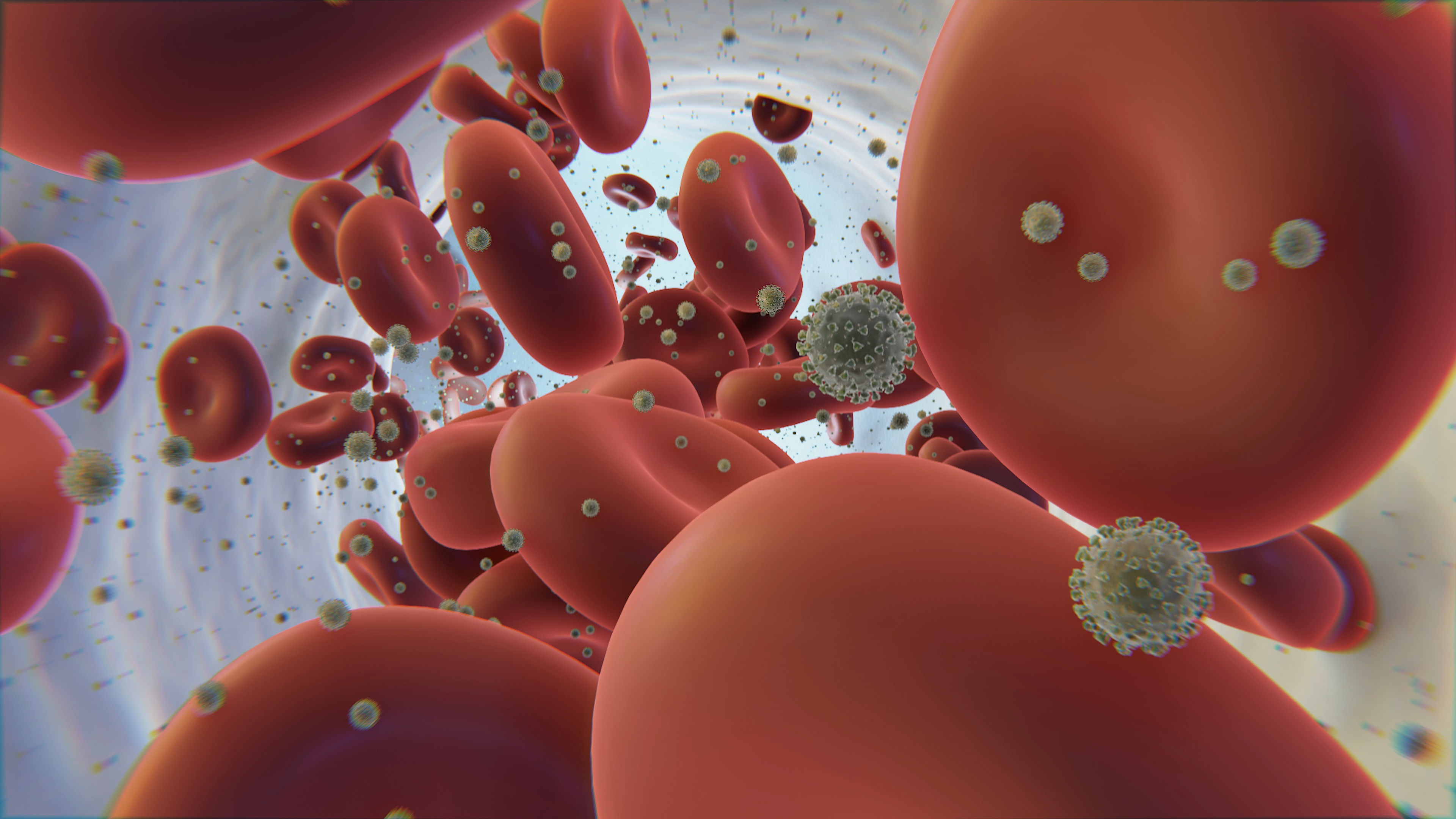 coronavirus - animated - blood flow Low-poly 3D model_2