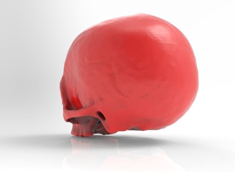 human skull 3D print model_3