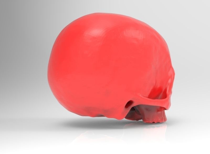 human skull 3D print model_4