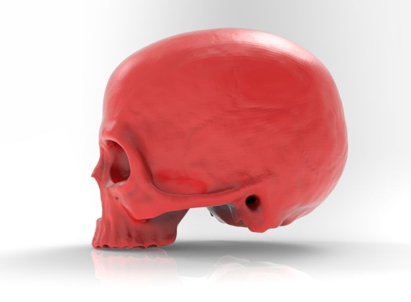 human skull 3D print model_2
