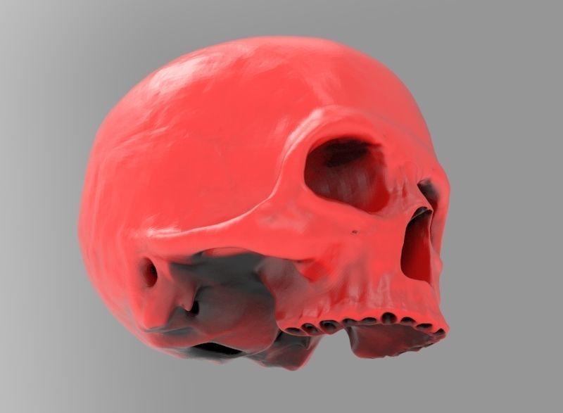 human skull 3D print model_5