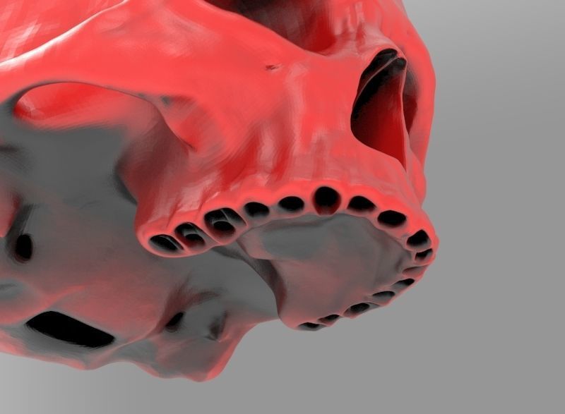 human skull 3D print model_6