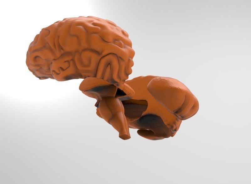 human brain 3D print model_12