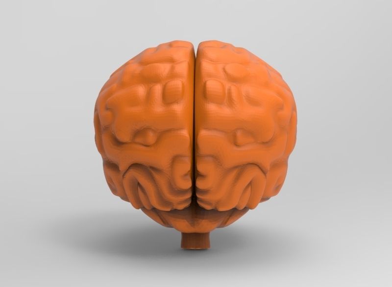 human brain 3D print model_9