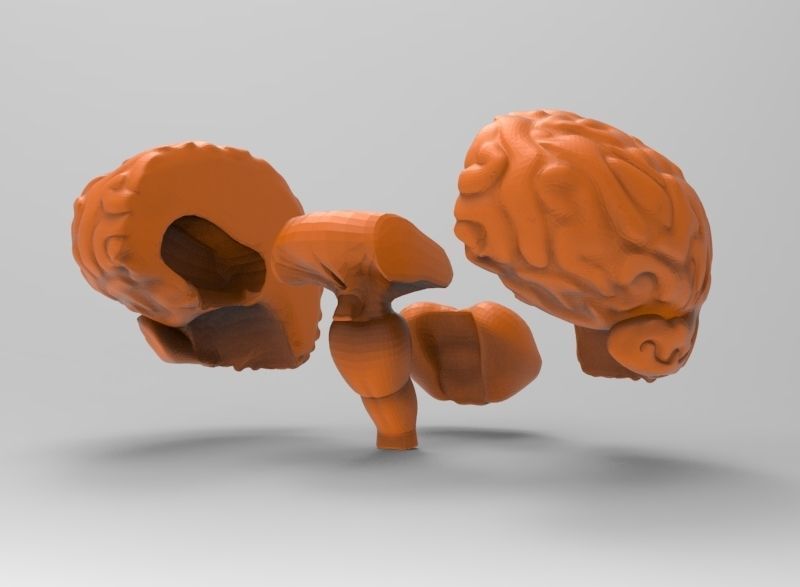 human brain 3D print model_11