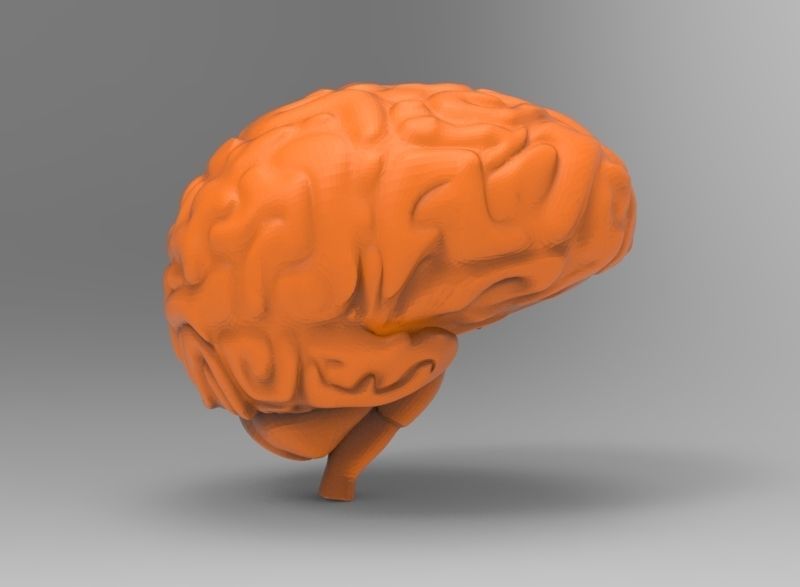 human brain 3D print model_8