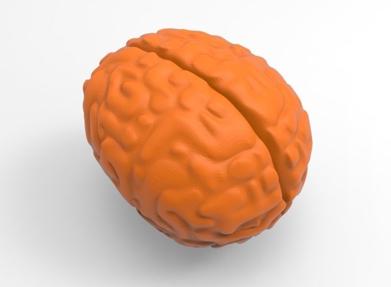 human brain 3D print model_10
