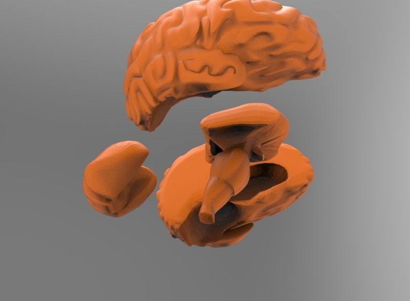 human brain 3D print model_7