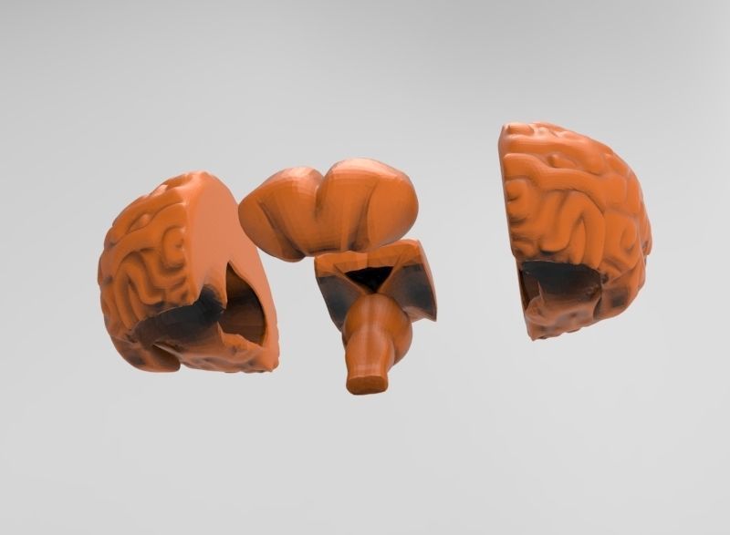 human brain 3D print model_5