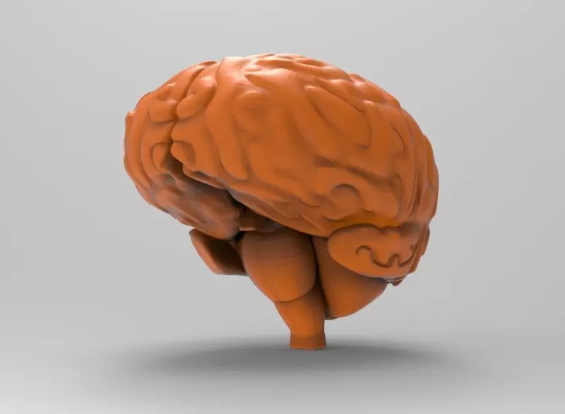 human brain 3D print model_0
