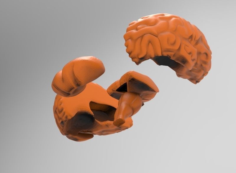 human brain 3D print model_15