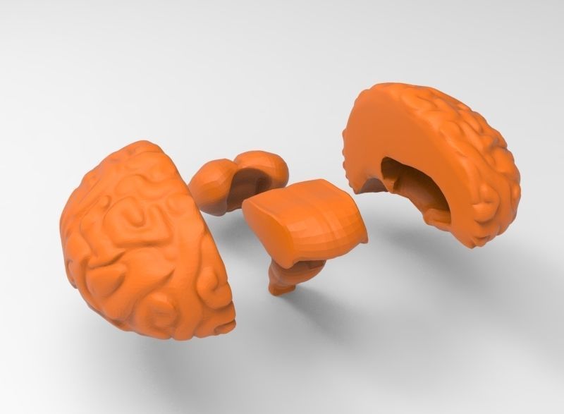human brain 3D print model_1