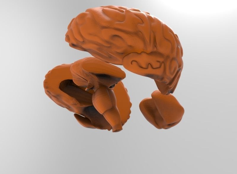 human brain 3D print model_3