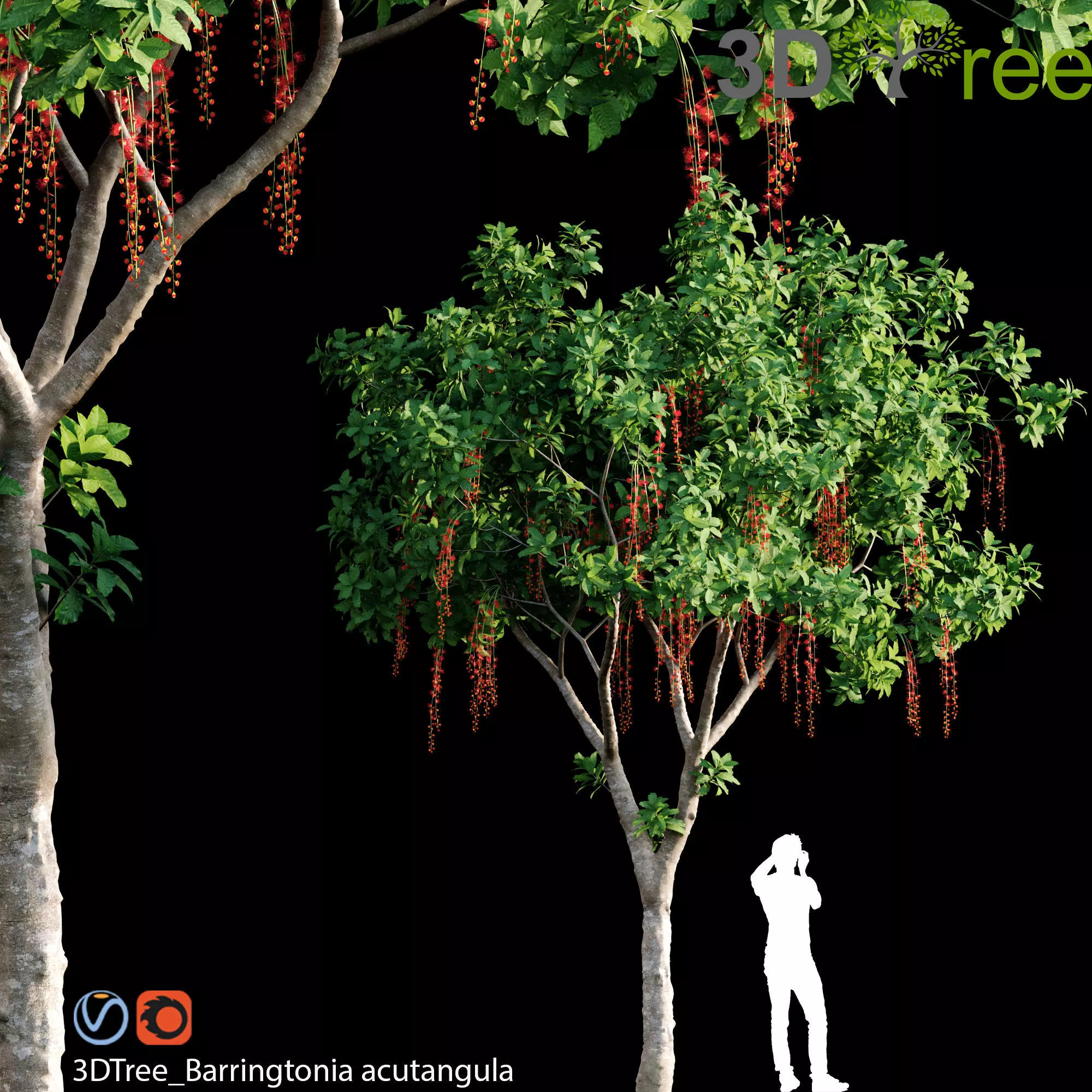 Barringtonia Acutangula 01 3D model_0