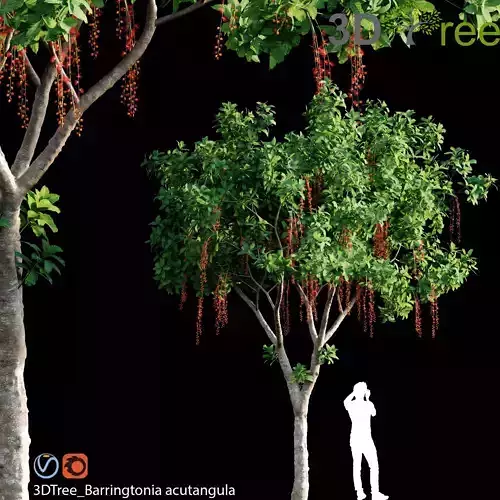 Barringtonia Acutangula 01