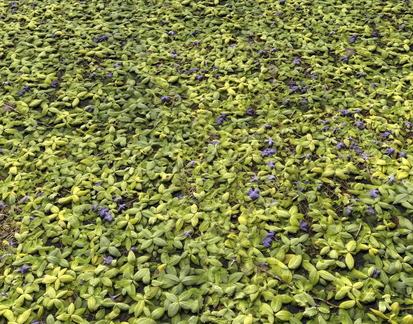 Ground Plants 1 Texture_9