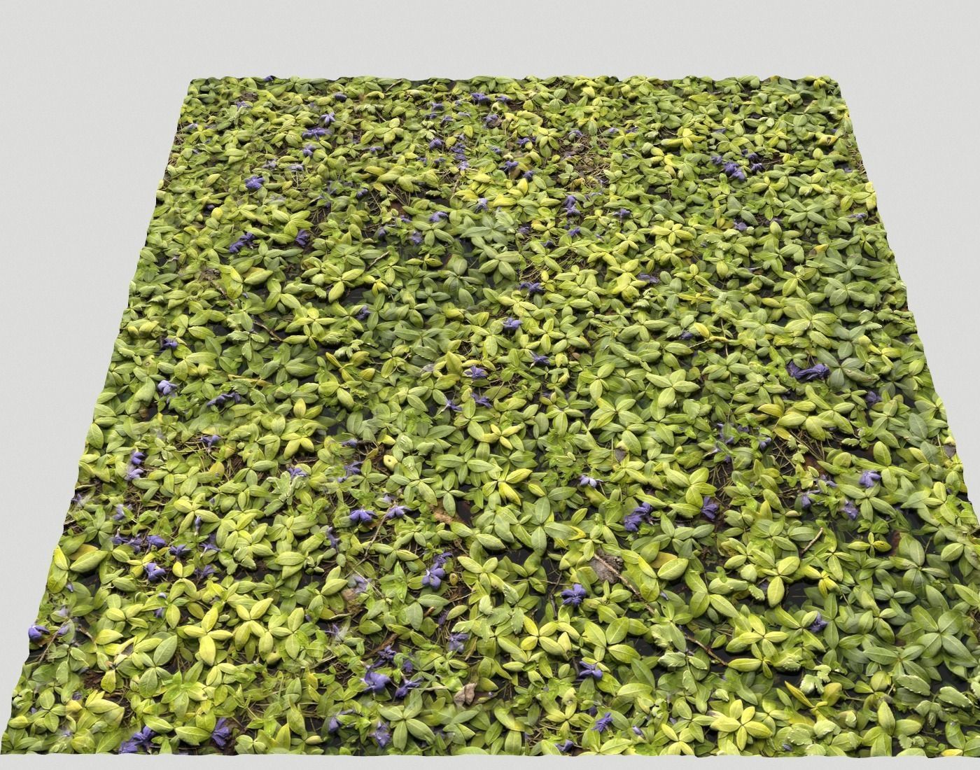 Ground Plants 1 Texture_22