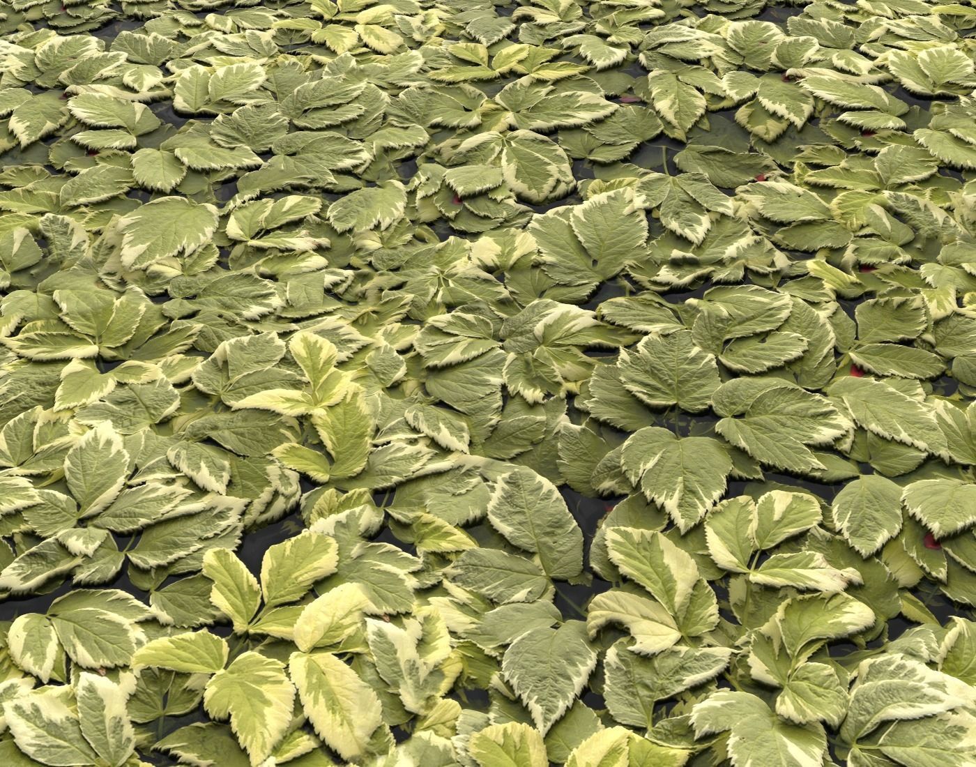 Ground Plants 1 Texture_15