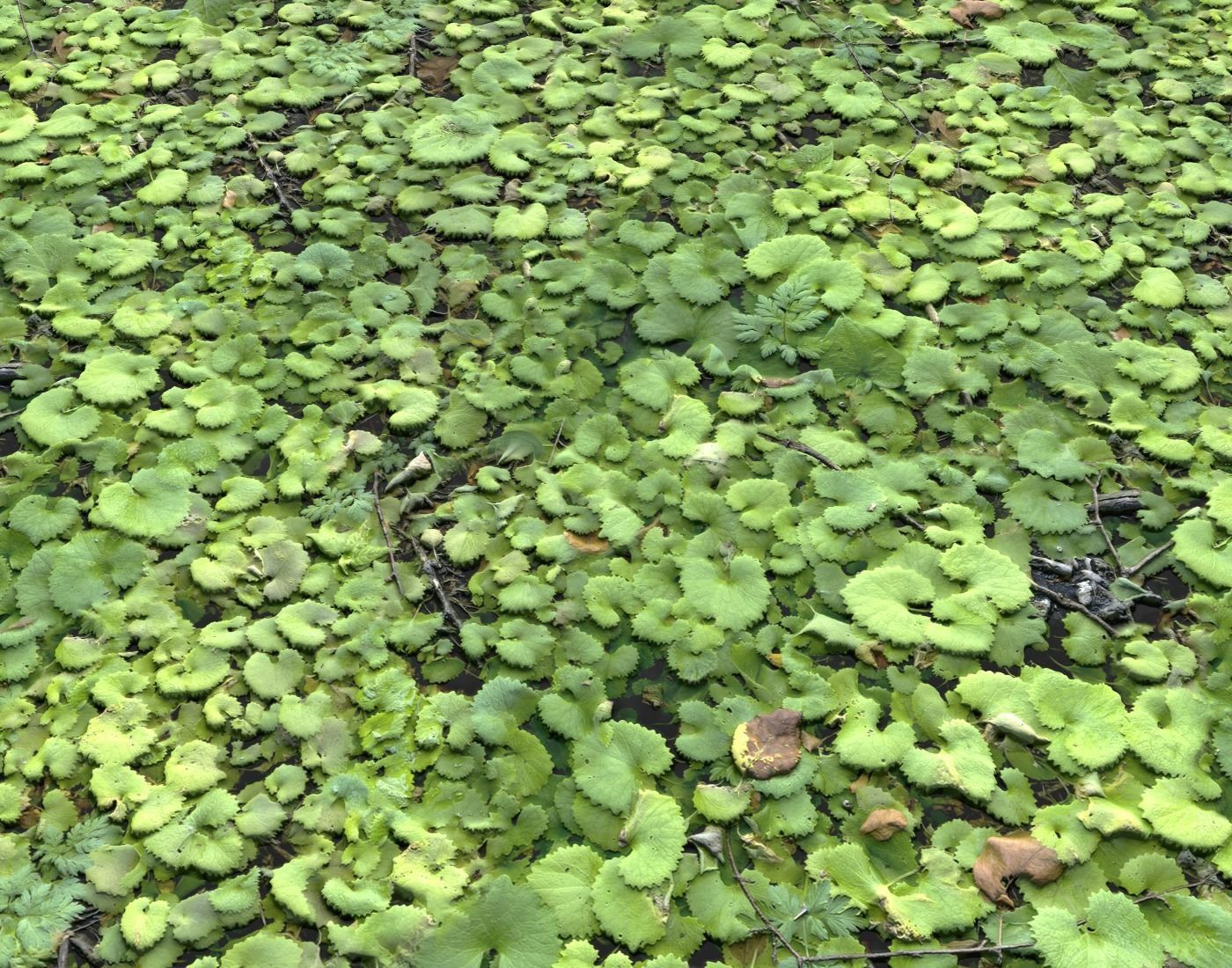 Ground Plants 1 Texture_17