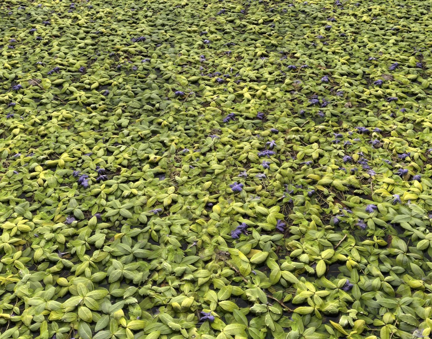 Ground Plants 1 Texture_11