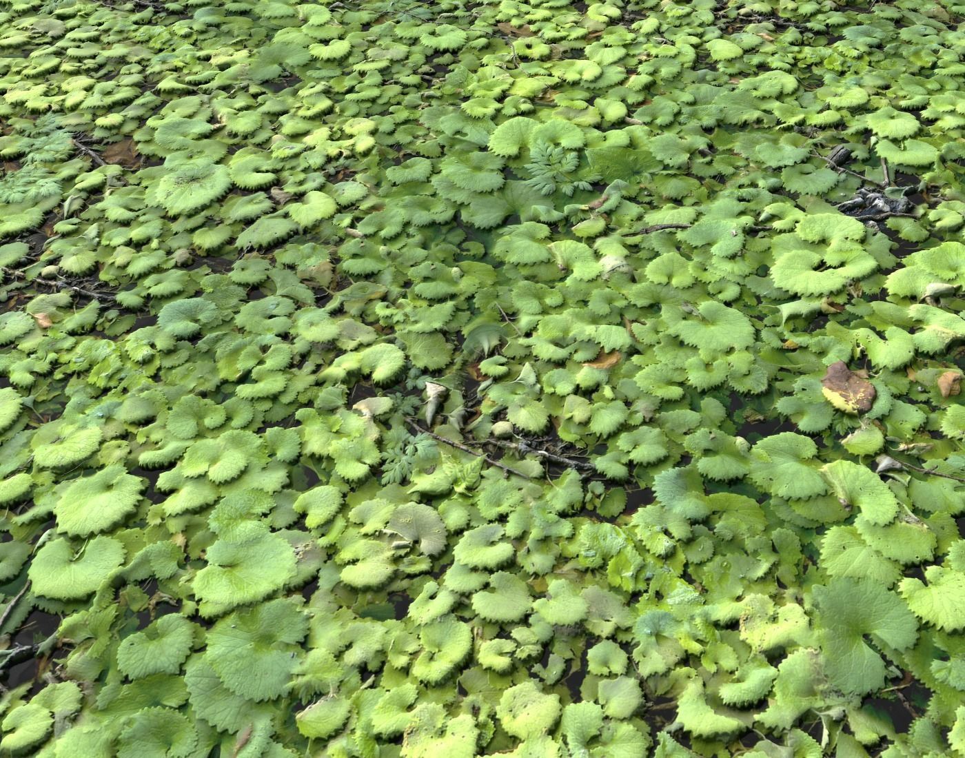 Ground Plants 1 Texture_20