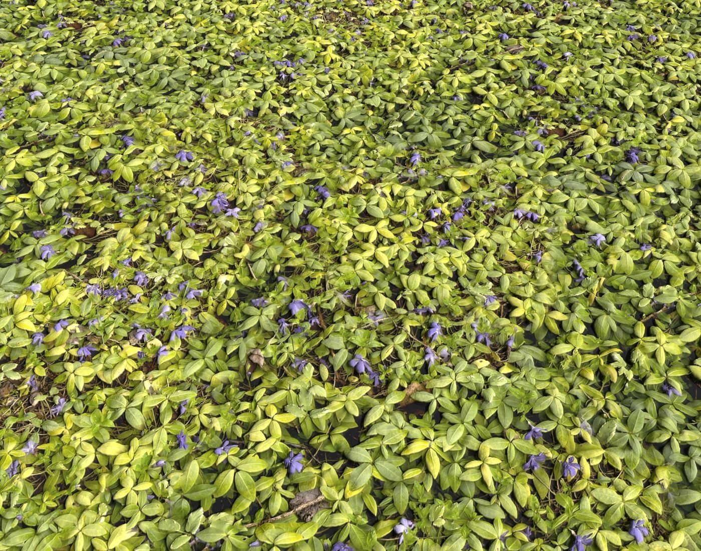 Ground Plants 1 Texture_10