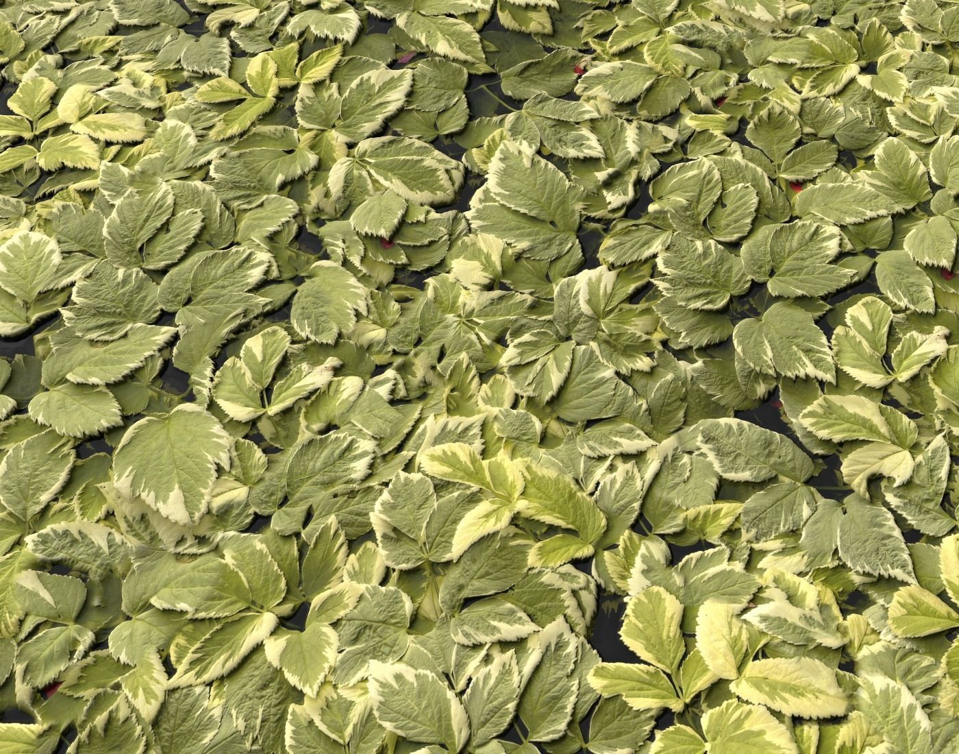 Ground Plants 1 Texture_16