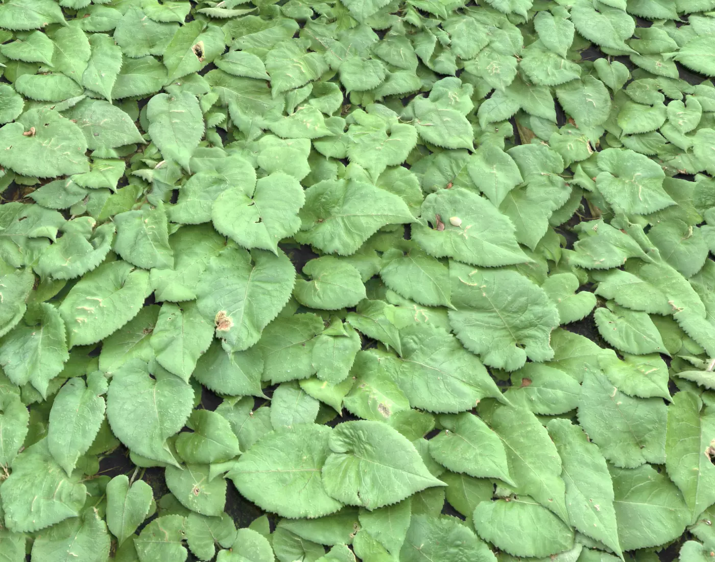 Ground Plants 1 Texture_0