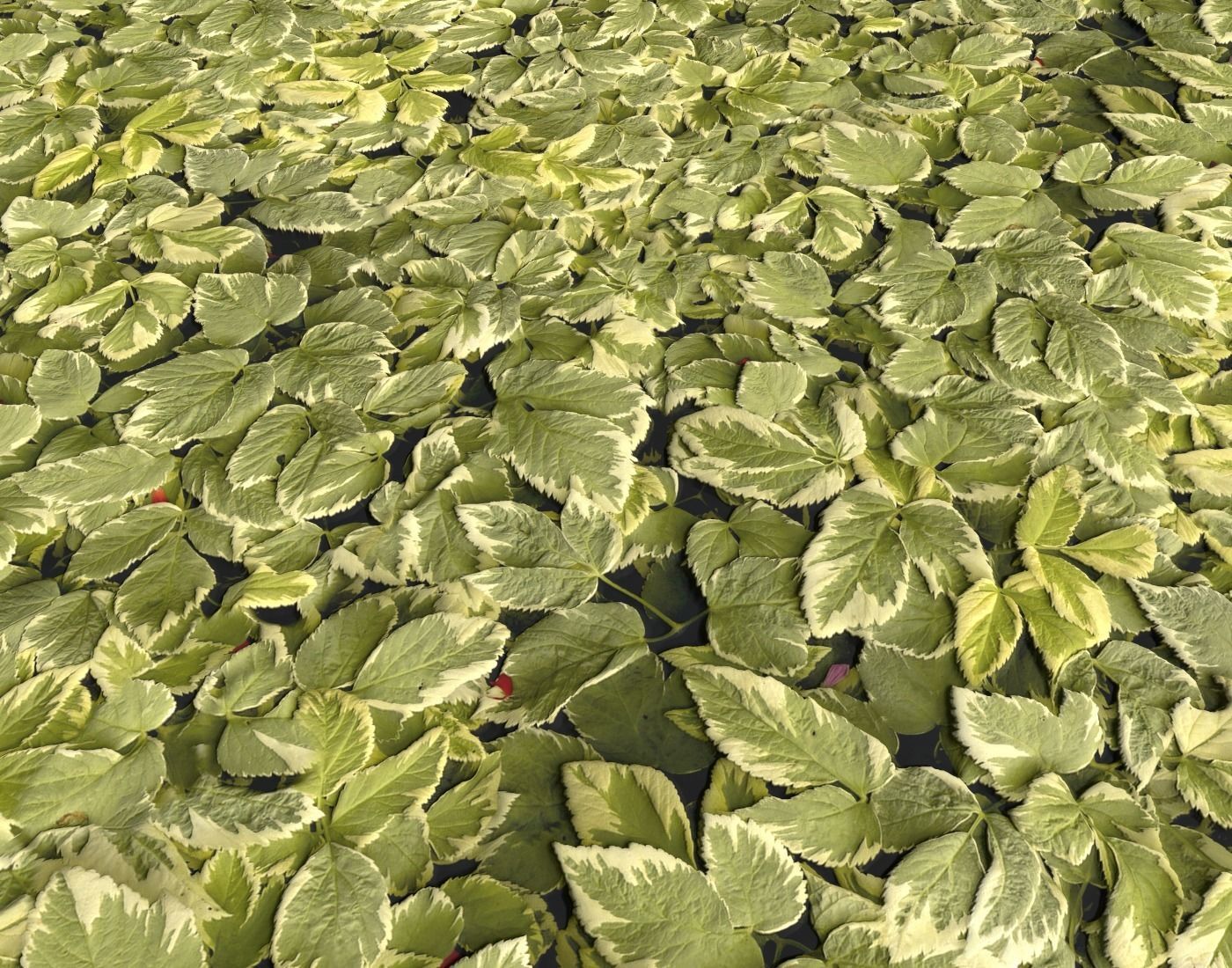 Ground Plants 1 Texture_14