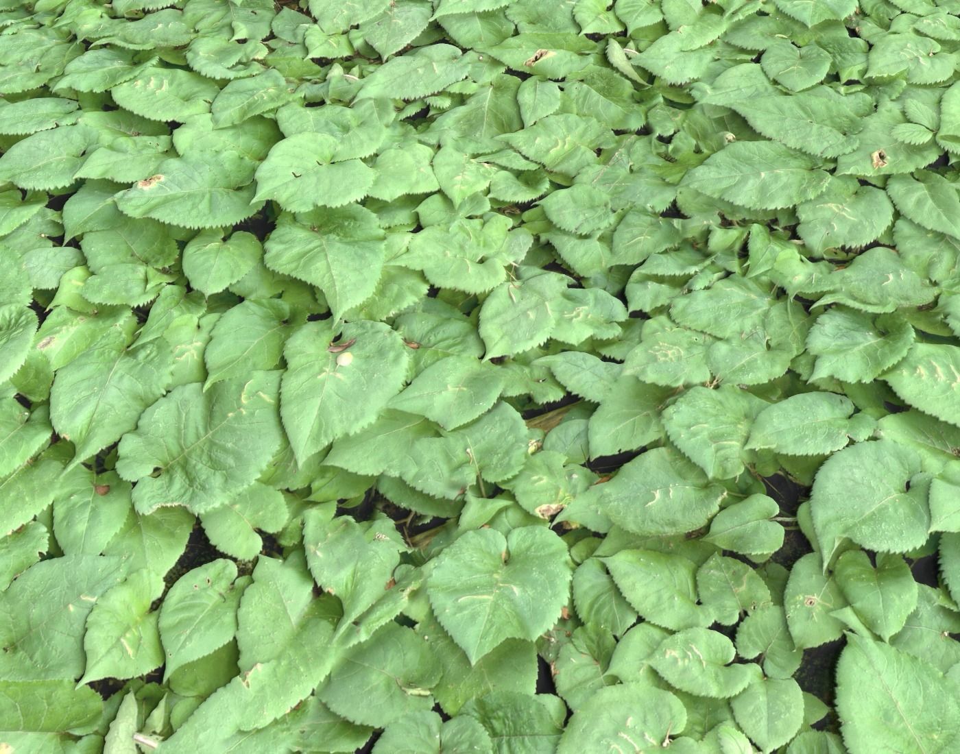 Ground Plants 1 Texture_6