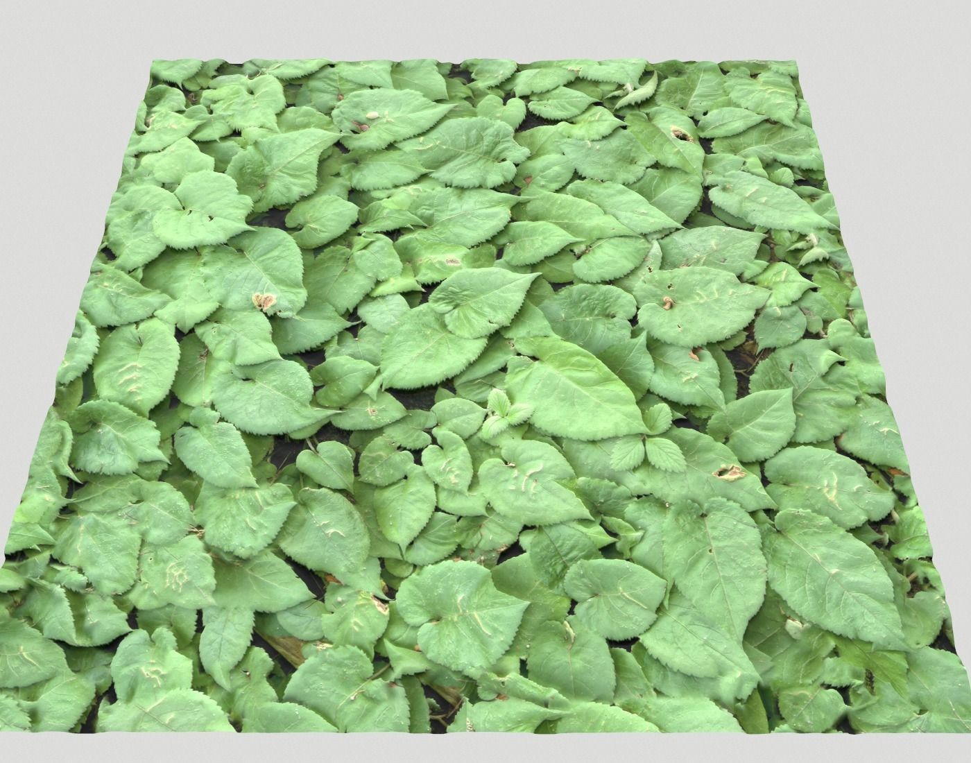 Ground Plants 1 Texture_21