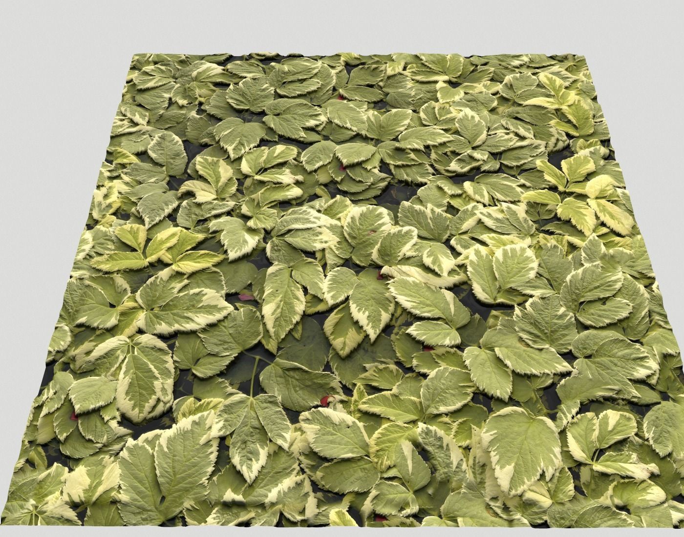 Ground Plants 1 Texture_23