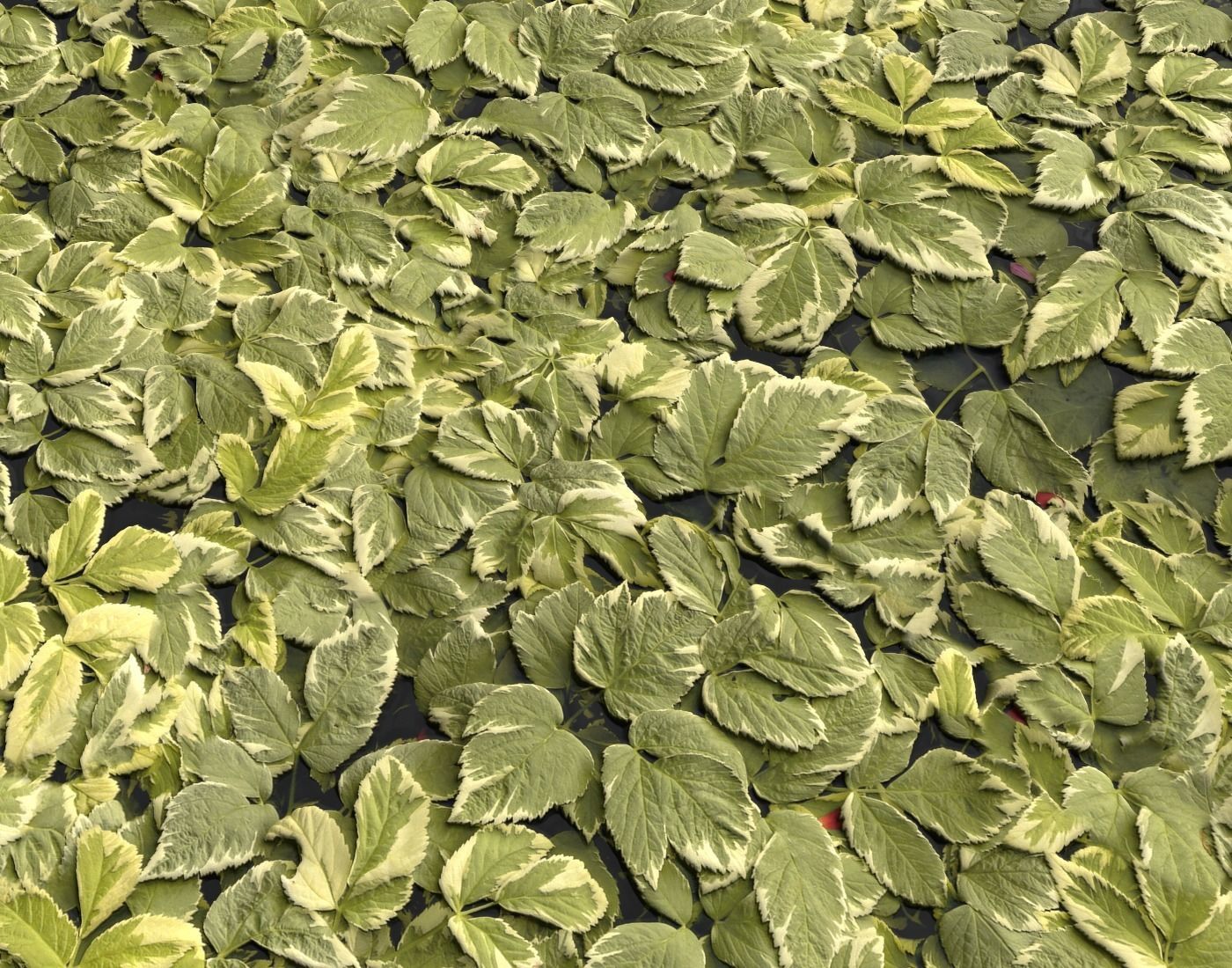 Ground Plants 1 Texture_13