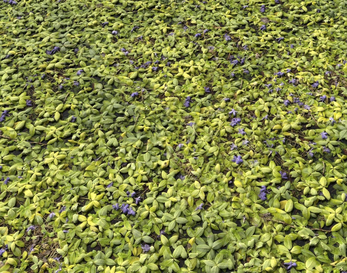 Ground Plants 1 Texture_12