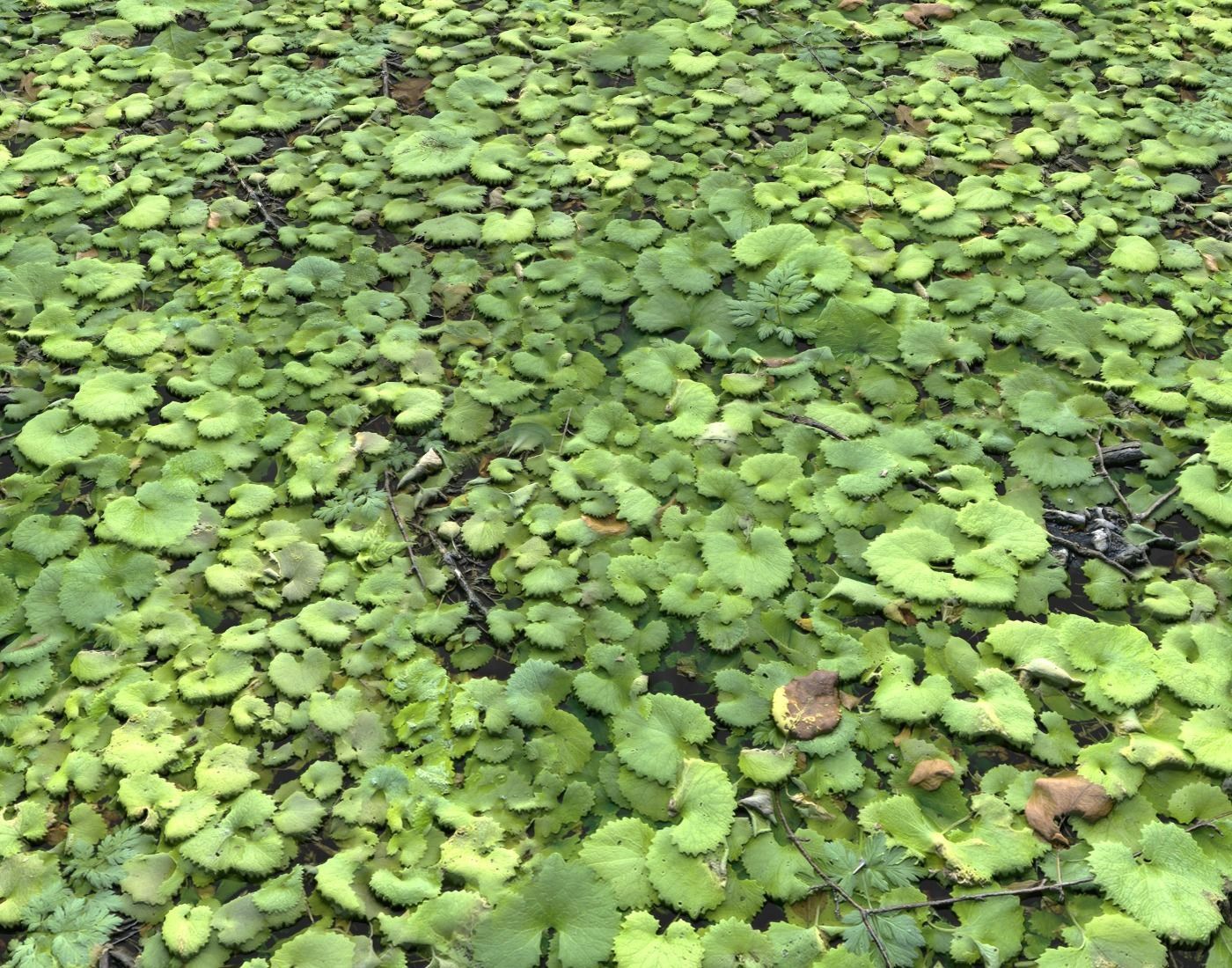 Ground Plants 1 Texture_19