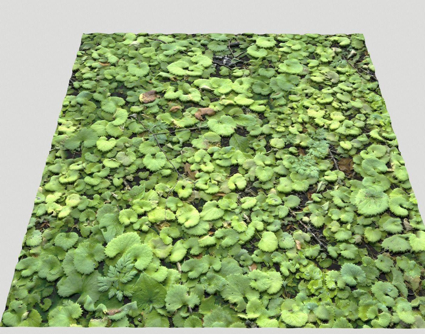 Ground Plants 1 Texture_24