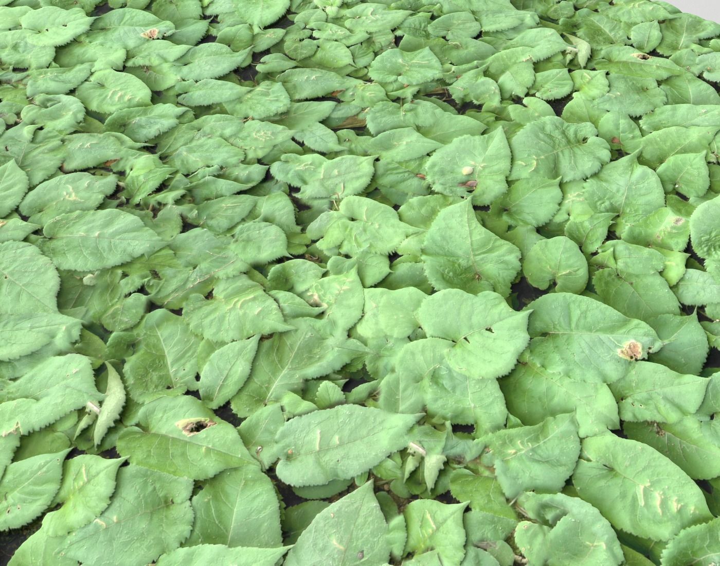 Ground Plants 1 Texture_8