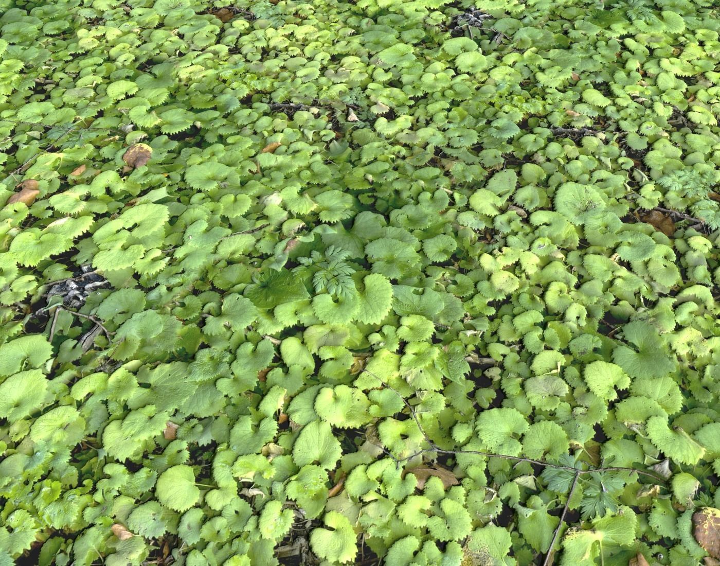 Ground Plants 1 Texture_18