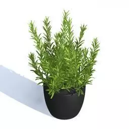 Herb- thym Free 3D model
