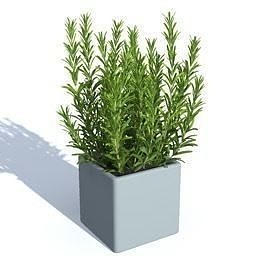 Herb - thym Free 3D model