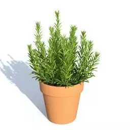 Herb - thym Free 3D model