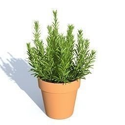 Herb - thym Free 3D model