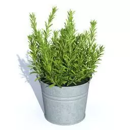 Herb - thym Free 3D model