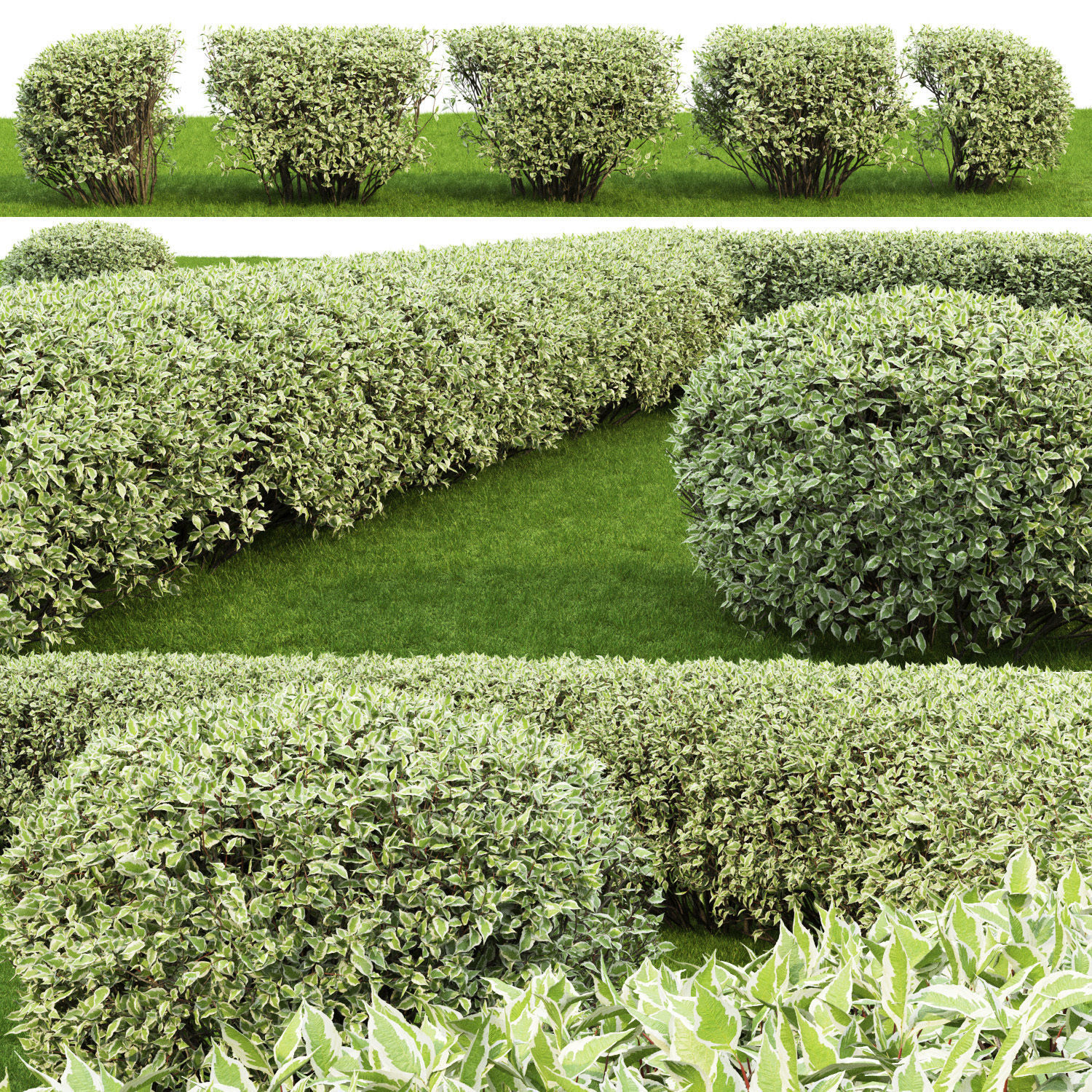 Cornus Alba Elegantissima Hedge 02 3D model_2